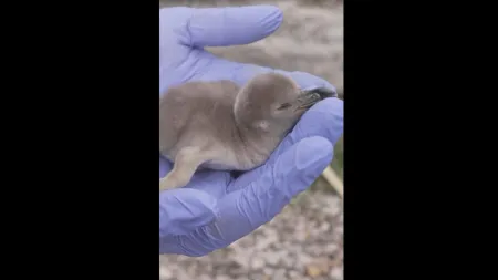 Pinguins-de-Humboldt do mesmo sexo acolhem cria no zoológico de Chester