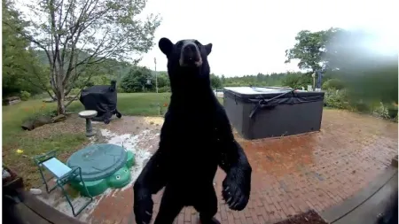 Urso preto surpreende moradores ao tocar à campainha