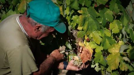Colheita de vinho no Douro em risco de queda acentuada