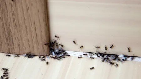 Diga adeus às formigas na sua cozinha de forma eficaz
