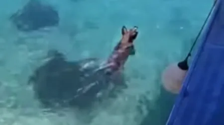 Mito desfeito: Vídeo de javalis na Arrábida é, na verdade, de porcos na Grécia