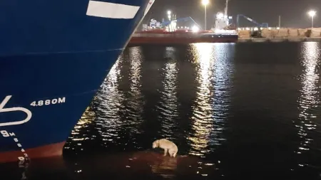 Resgate de um cão no navio no Porto de Aveiro mobiliza a Polícia Marítima