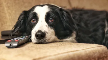 Personalidade Canina Influencia Preferências Televisivas