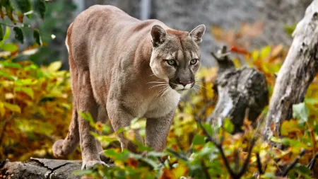 Pai valente salva filho de ataque de puma em parque dos EUA