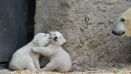 População de ursos polares em Svalbard apresenta saúde surpreendente