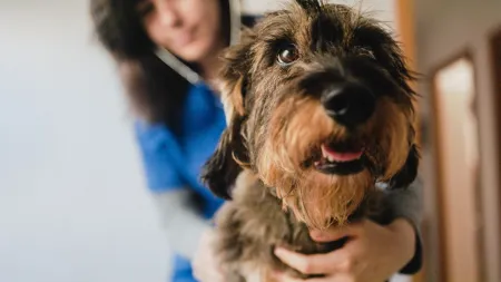 Cuidar do seu animal doente: O que diz a lei sobre faltas ao trabalho?