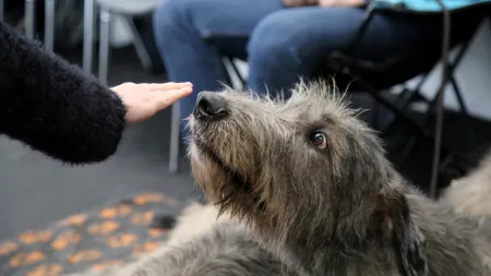 Cães têm a capacidade de detectar a doença de Parkinson pelo olfato