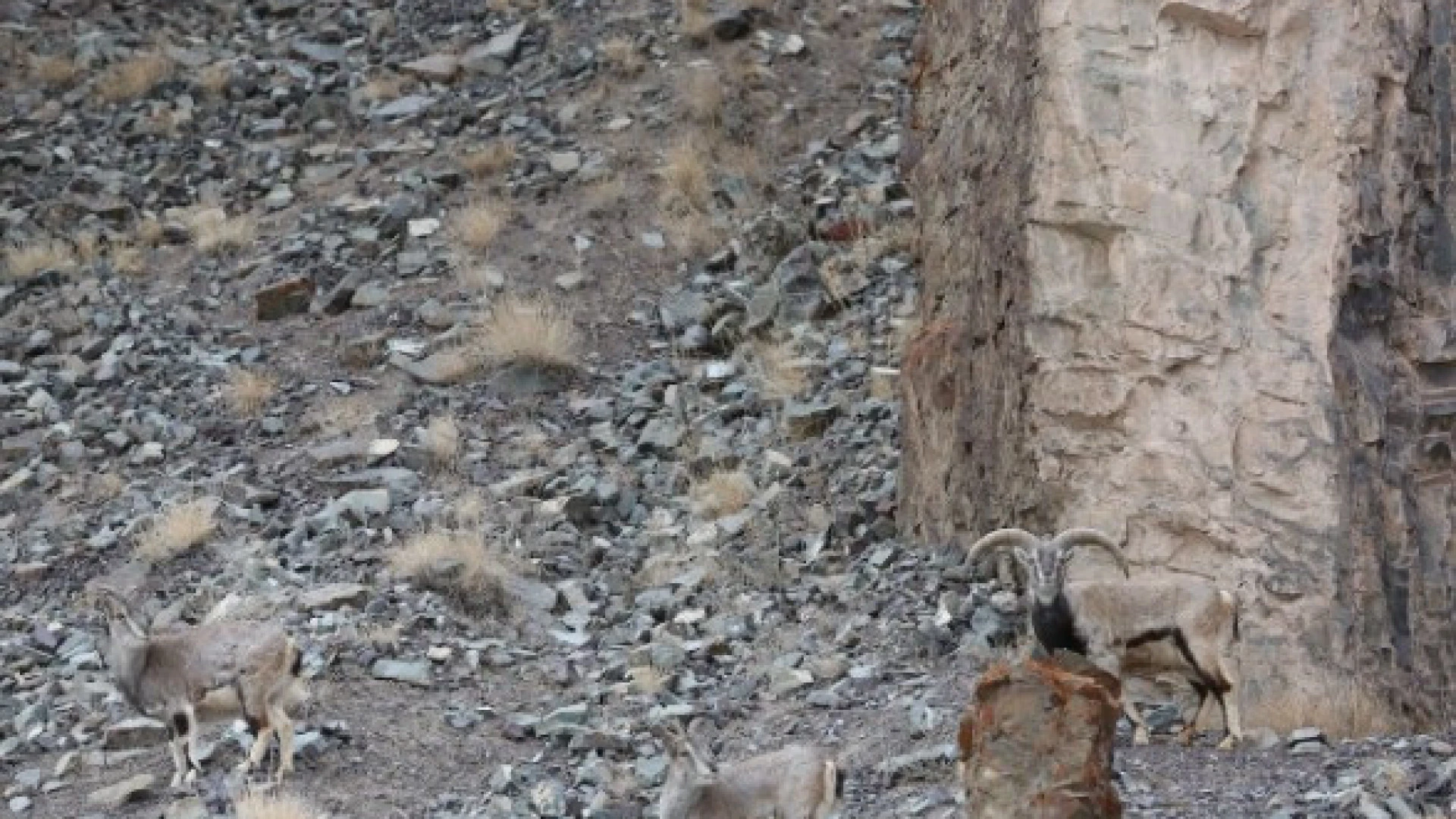 Desafio visual: Consegue localizar o leopardo-das-neves?