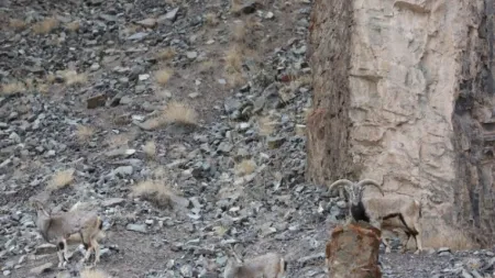 Desafio visual: Consegue localizar o leopardo-das-neves?