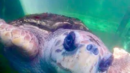 Jorge, a tartaruga que saiu das redes e voltou ao mar