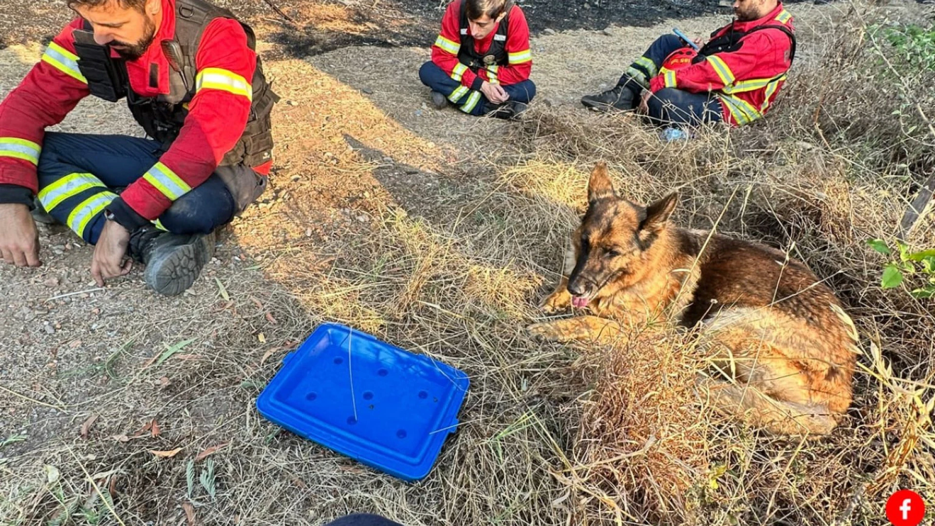 Cão resgatado em Penafiel agradece aos bombeiros com a sua presença fiel