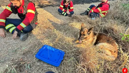 Cão resgatado em Penafiel agradece aos bombeiros com a sua presença fiel
