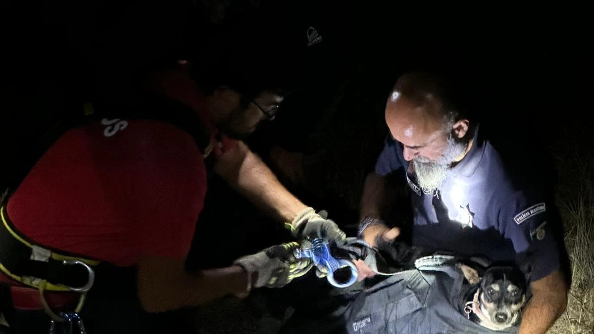 Cão resgatado em Peniche após ficar preso em alta arriba