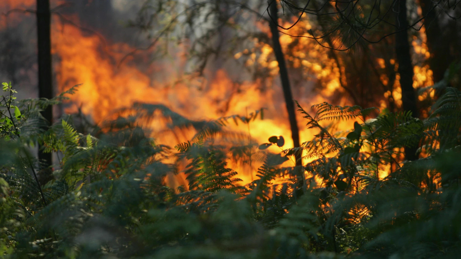 Estado de alerta anunciado em todo o país para prevenir incêndios