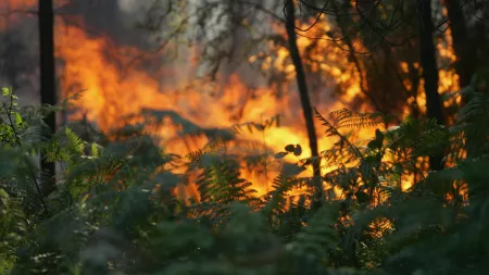 Estado de alerta anunciado em todo o país para prevenir incêndios