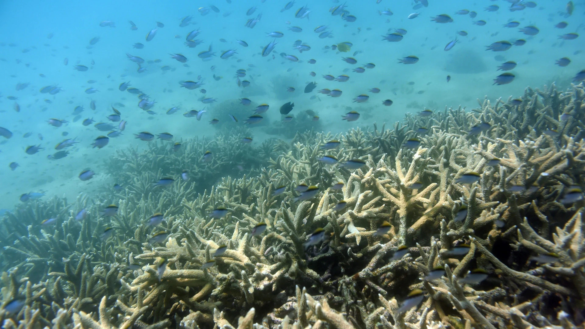 Grande Barreira de Coral enfrenta o pior branqueamento da sua história