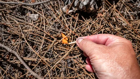 Detenção de Suspeito de Incêndio Florestal em Águeda