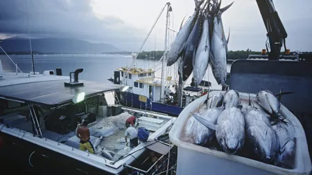Proibição da pesca de atum patudo em Portugal após esgotamento da quota