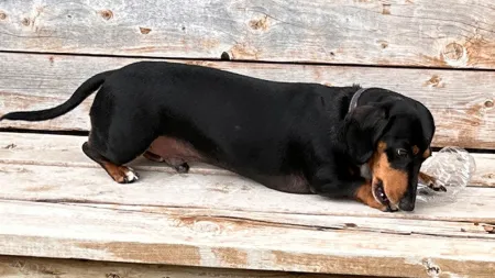 Jerry, o cão salsicha que bate recordes a abrir garrafas