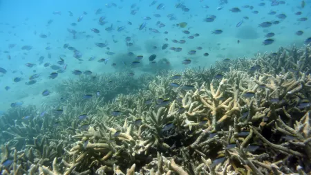 Grande Barreira de Coral enfrenta o pior branqueamento da sua história