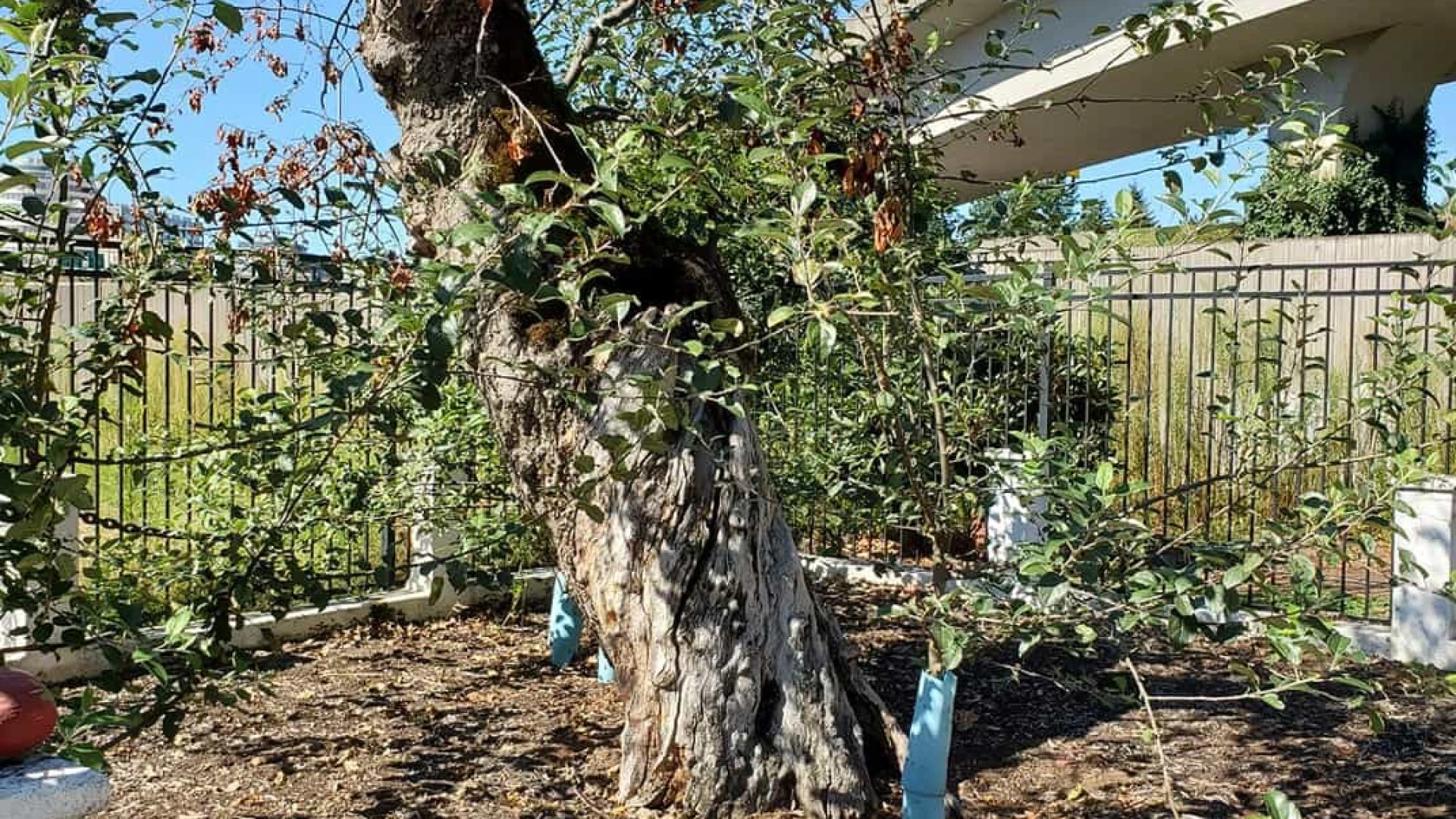 Portugal regista 330 variedades de fruteiras, com destaque para macieiras