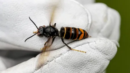 Aumento de Apoios Estimula Combate à Vespa Asiática