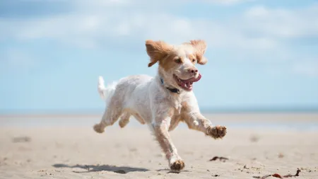 PAN propõe alterações na legislação para permitir animais de companhia nas praias