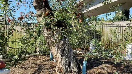 Portugal regista 330 variedades de fruteiras, com destaque para macieiras