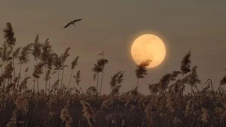 O Que A Lua Cheia de Agosto Revela: Preparativos para a 'Lua do Esturjão'