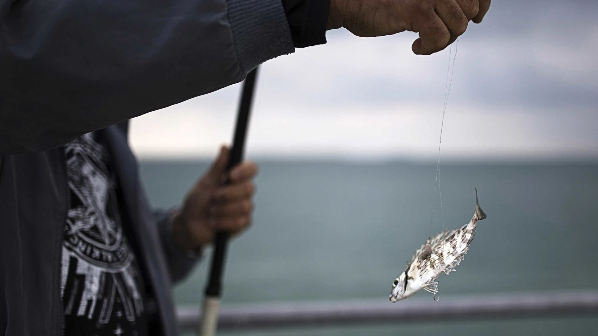 Apreensão de 315 quilos de pescada branca subdimensionada na Nazaré