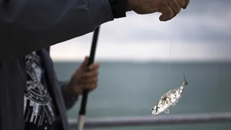 Apreensão de 315 quilos de pescada branca subdimensionada na Nazaré