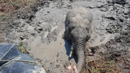 Elefante libertado após dois dias em lama num parque de Moçambique