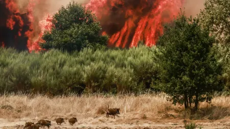 Incêndio na Covilhã em vias de controlo na próxima manhã