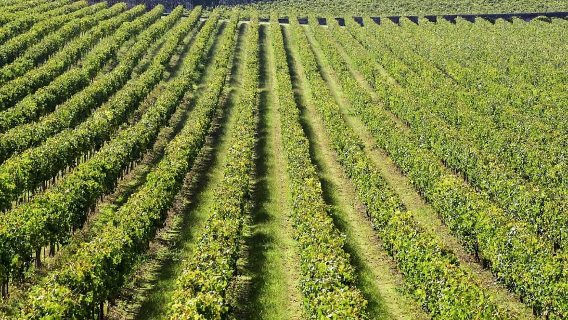 A exportação de vinho português regista leve queda no primeiro semestre