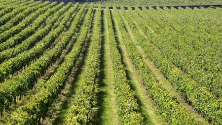 A exportação de vinho português regista leve queda no primeiro semestre