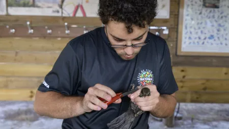 Nova campanha de anilhagem de aves arranca em Santiago do Cacém