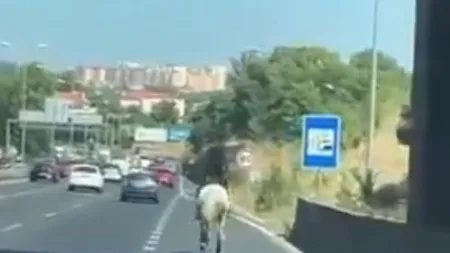 Passagem de cavalo no IC19 gera polêmica e dúvidas legais