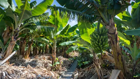 Autoridade da Concorrência impõe multa a empresa no sector da banana da Madeira