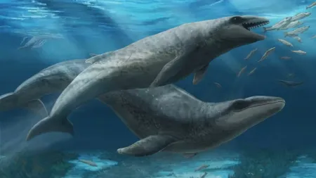 Nova espécie de baleia extinta revelada em fósseis australianos