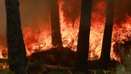 Incêndio em Ermidas-Sado destrói quase 600 hectares de floresta