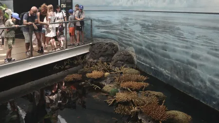 Ucranianos encontram paz e diversão no Oceanário de Lisboa