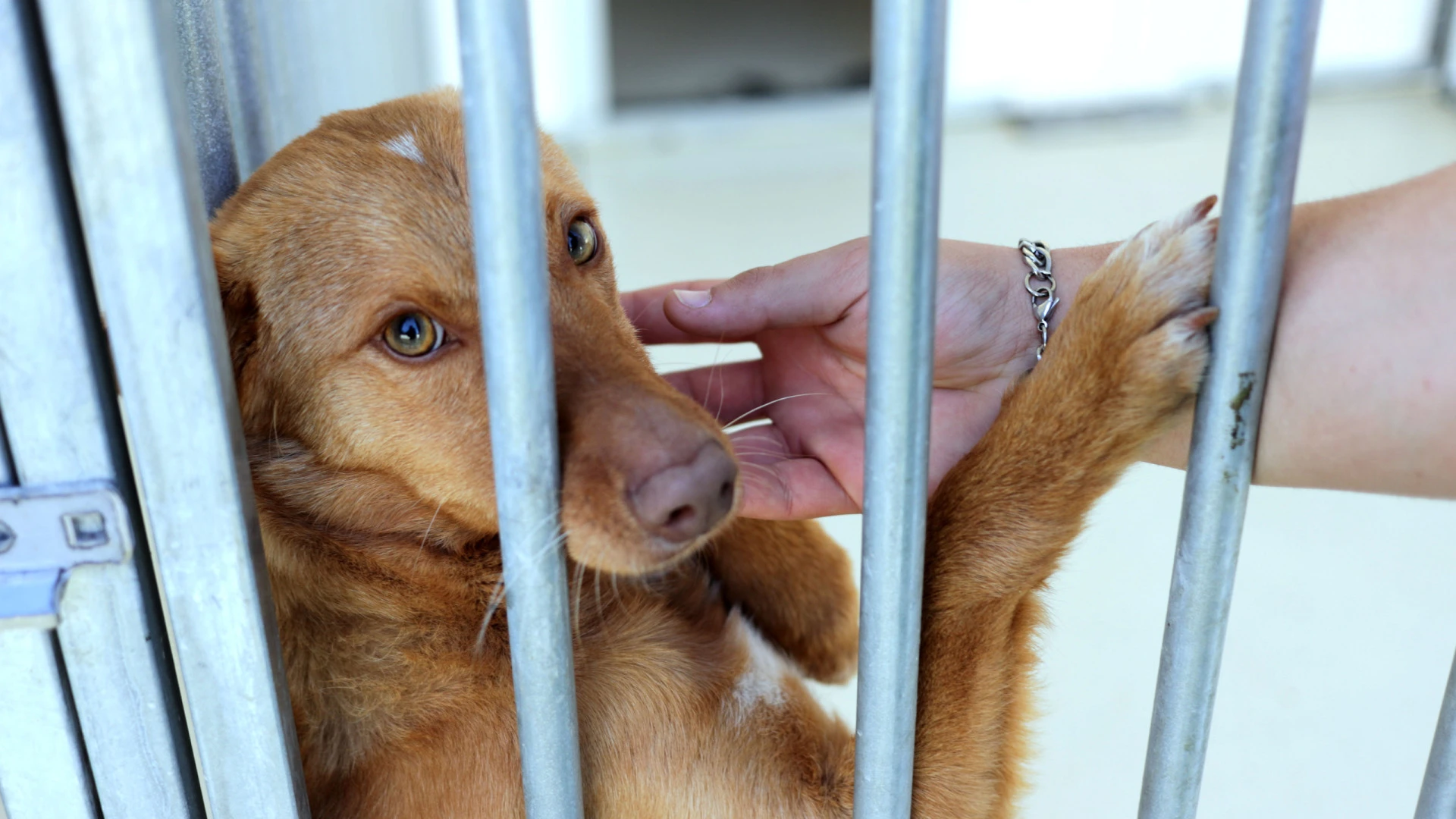 A Consciencialização sobre o Abandono de Animais em Ascensão