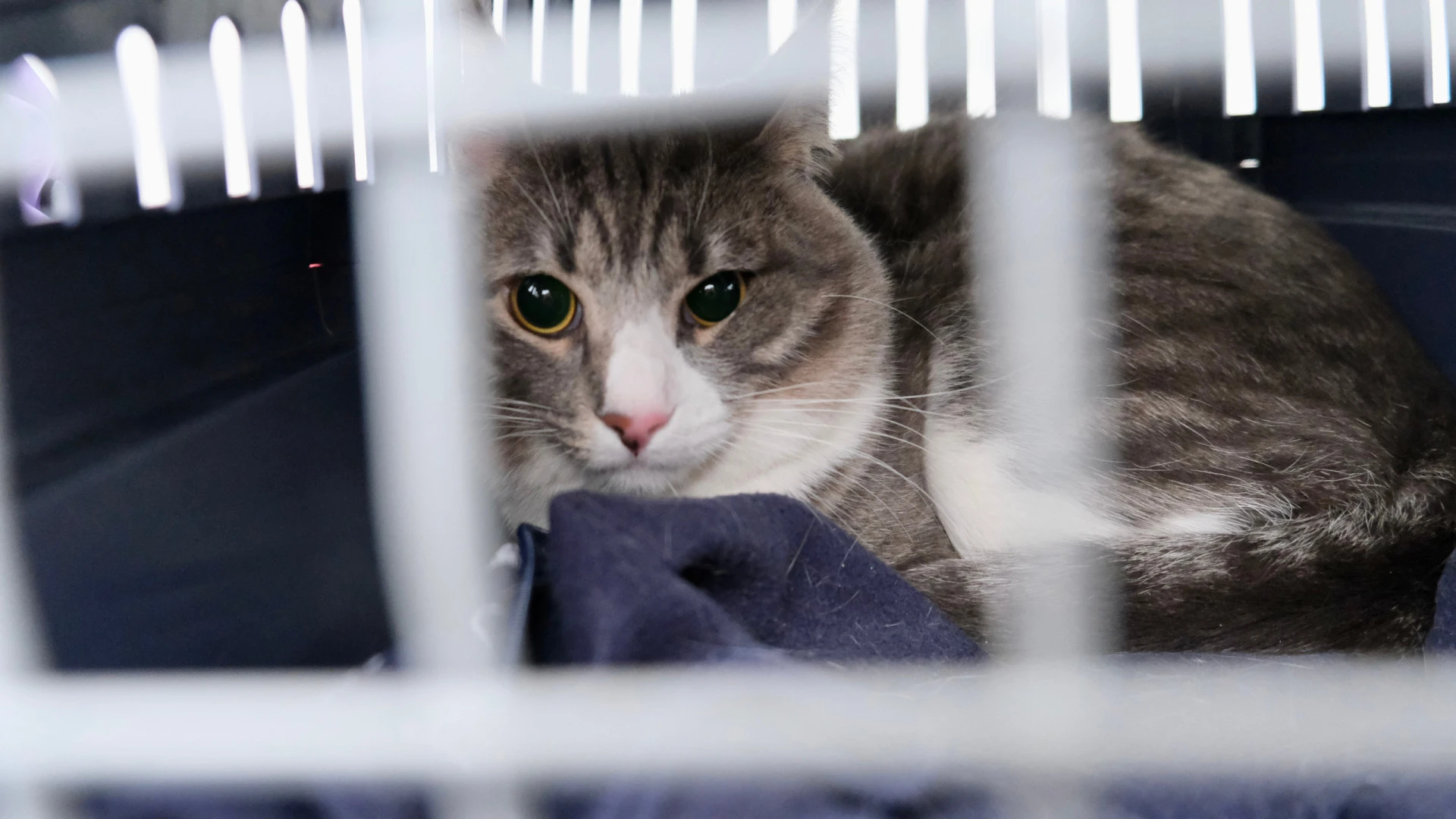 Mais de 3 mil indivíduos suspeitos de abandono de animais nos últimos dez anos