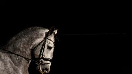 Português dedica-se ao treino de cavalos de dressage em plena China