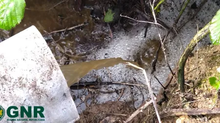 Voluntários uniram-se para limpar peixes mortos no rio Lis após poluição