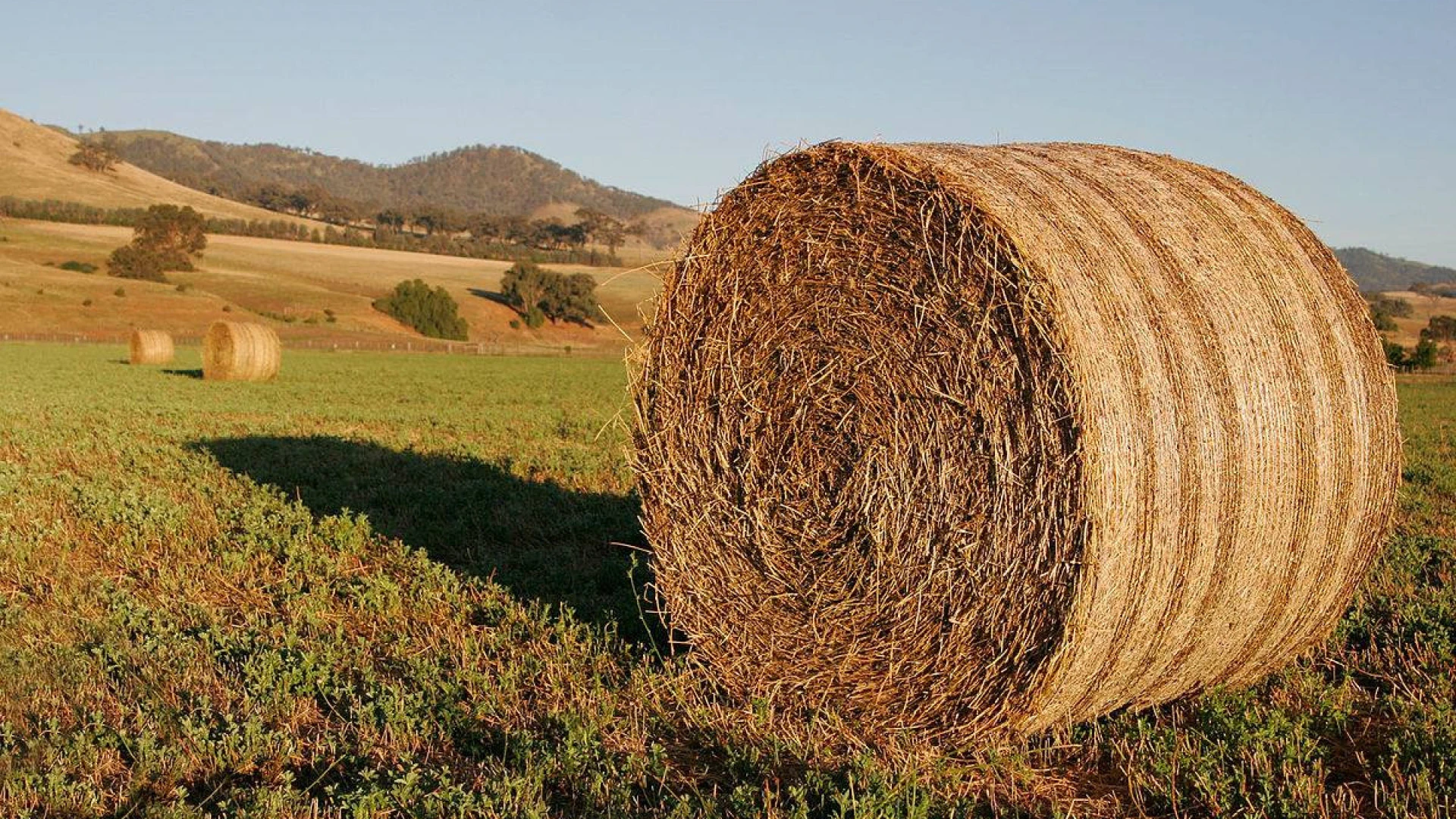 Fundão apoia agricultores com fornecimento de ração animal