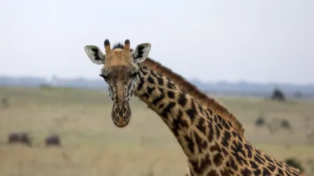 Quatro novas espécies de girafas identificadas numa reclassificação inovadora