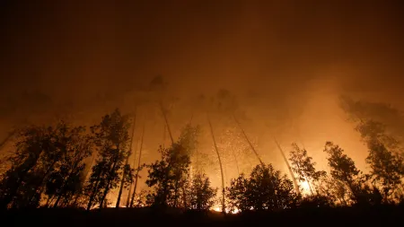 Incêndios em Espanha ameaçam habitats essenciais do urso pardo