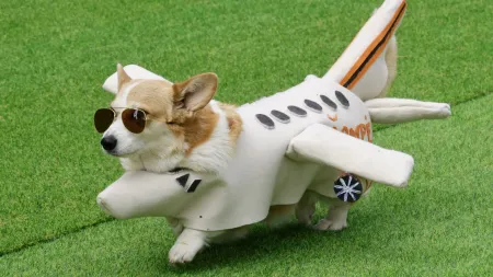 Vilnius vive a magia da corrida de corgis