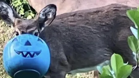 Veado preso em balde de Halloween gera preocupações em Maryland